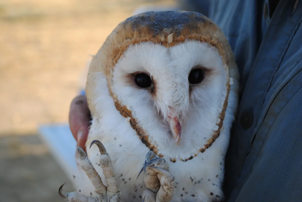 Raptor Research — Bloom Biological Inc.
